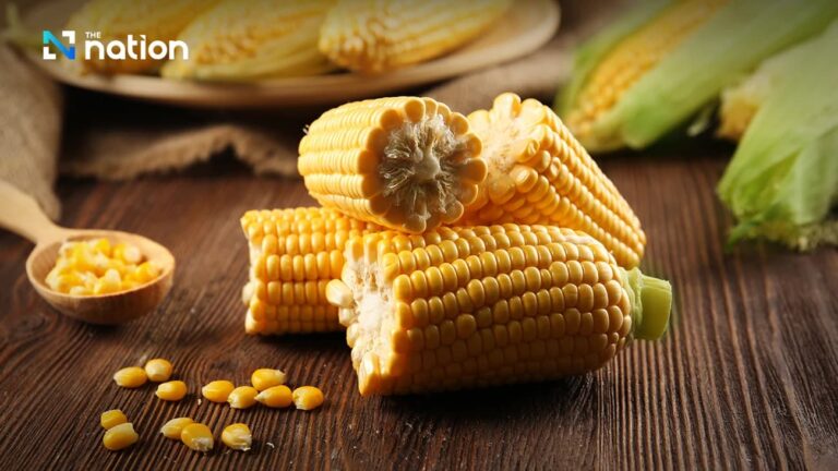 Ảnh minh hoạ ngô dùng cho thức ăn chăn nuôi – mặt hàng Thái Lan dự kiến siết yêu cầu chứng nhận “burn-free” nhằm giảm ô nhiễm PM2.5 và tăng truy xuất nguồn gốc từ năm 2026. (Ảnh: chụp màn hình/The Nation Thailand)