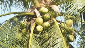 Ảnh minh hoạ những buồng **dừa thơm** trên cây tại Thái Lan. Theo truyền thông Thái, Bộ Thương mại nước này triển khai mở ít nhất 20 điểm bán ở Bangkok và vùng phụ cận nhằm đẩy tiêu thụ khoảng 200.000 trái, hỗ trợ nông dân và bình ổn giá. Ảnh chụp màn hình từ Daily News (Thái Lan).