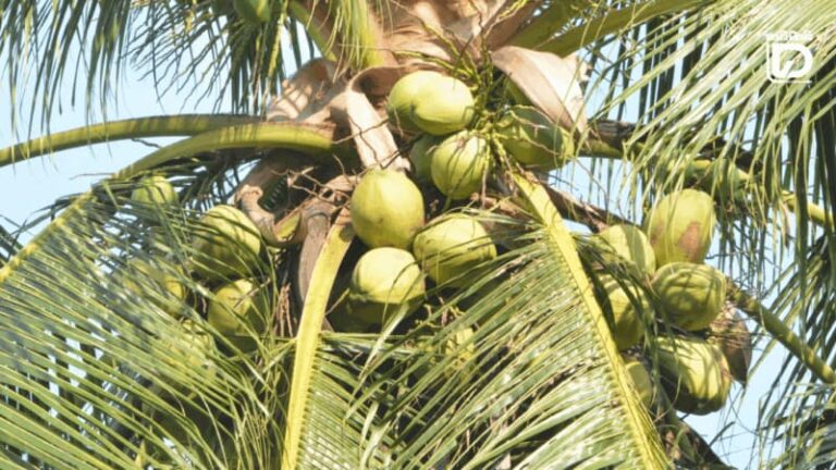 Ảnh minh hoạ những buồng **dừa thơm** trên cây tại Thái Lan. Theo truyền thông Thái, Bộ Thương mại nước này triển khai mở ít nhất 20 điểm bán ở Bangkok và vùng phụ cận nhằm đẩy tiêu thụ khoảng 200.000 trái, hỗ trợ nông dân và bình ổn giá. Ảnh chụp màn hình từ Daily News (Thái Lan).