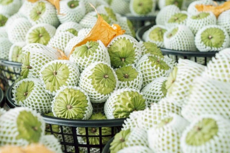 Trái mãng cầu na dứa (atemoya) của huyện Đài Đông (Đài Loan) được bọc lưới bảo vệ, chuẩn bị đưa vào hệ thống bán lẻ tại Singapore trong chương trình xúc tiến tiêu thụ; địa phương cho biết đã bán lũy kế hơn 16 tấn sau ba năm xây kênh phân phối. Ảnh chụp lại từ Central News Agency (CNA)