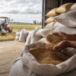 Giá palay mạnh làm thay đổi vai trò mua vào của nhà nước trong chuỗi lúa gạo Philippines.