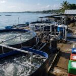 Indonesia nhắm 40.000 mini-RAS, đầu ra cá phải chạy cùng thiết bị Ảnh: Minh họa tin tức