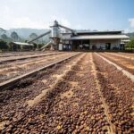 Xuất khẩu cà phê tăng khối lượng kỷ lục nhưng kim ngạch giảm, nông dân Tây Nguyên chịu áp lực giá Ảnh: Minh họa tin tức