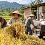 Chi phí sản xuất gạo Indonesia: 12.000–14.000 rupiah/kg, gấp 3–3,5 lần Thái Lan và Việt Nam theo lời bộ trưởng Ảnh: Minh họa do AI tạo