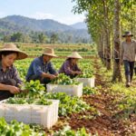 Đầu tư nông nghiệp Lào: 208 doanh nghiệp Việt đăng ký khoảng 1,4 tỷ USD, hội nghị Viêng Chăn nêu vướng mắc đất đai Ảnh: Minh họa do AI tạo