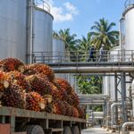 Dầu cọ Malaysia: tồn kho tháng 9 lên 3,51 triệu tấn, chính phủ cân nhắc miễn thuế xuất khẩu CPO Ảnh: Minh họa tin tức