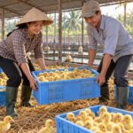 Orvia khánh thành nhà máy ấp 21 triệu vịt giống mỗi năm tại Tây Ninh Ảnh: Minh họa tin tức