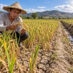 El Nino Philippines: San Carlos có 179,14 triệu peso hỗ trợ nông dân, chờ hỏi ý kiến trước khi chi Ảnh: Minh họa tin tức