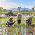 Ruộng lúa Merauke: Indonesia đẩy nhanh mở đất, mục tiêu Nam Papua 45.993 ha, 28.300 ha thuộc kế hoạch 2026 Ảnh: Minh họa do AI tạo
