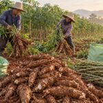 Củ sắn tăng gần gấp đôi, giá tinh bột chuẩn khu vực dừng ở 700 USD khi ASEAN vào vụ mới Ảnh: Minh họa tin tức